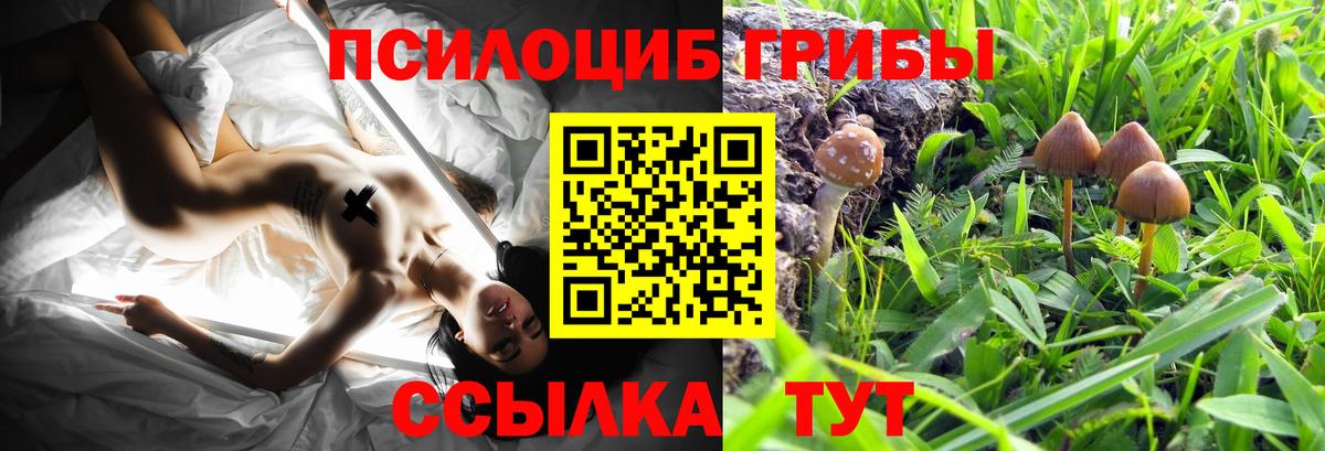 Элиста  Псилоцибиновые грибы Psilocybine cubensis  Вход с VPN 